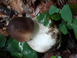 Macrolepiota procera