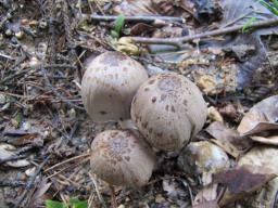 Coprinopsis romagnesiana