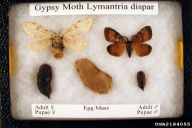 Lymantria dispar