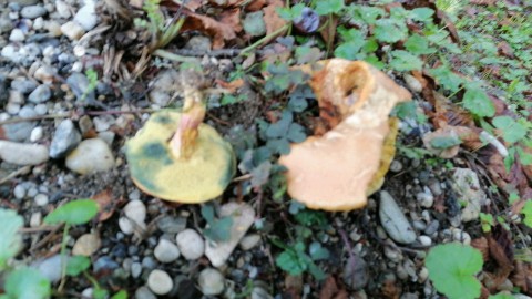 Rheubarbariboletus armeniacus