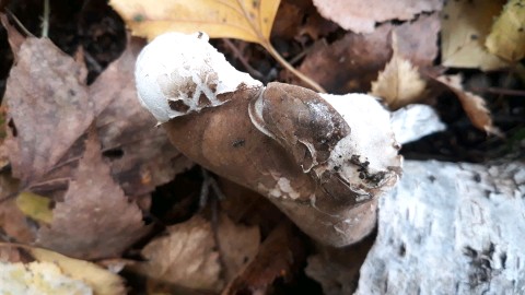 Fomitopsis betulina