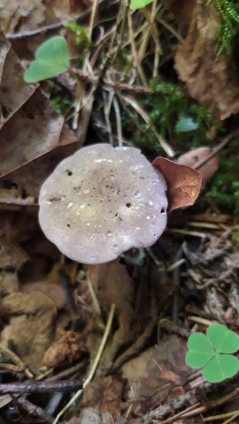 Calocybe ionides