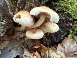Hypholoma lateritium
