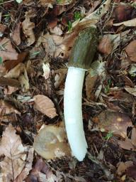 Phallus impudicus