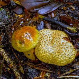 Pseudoboletus parasiticus