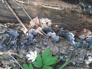 Trametes versicolor
