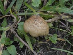 Pseudosperma spurium