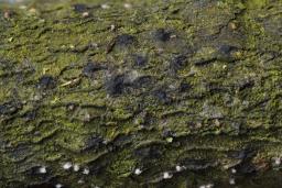 Massaria conspurcata