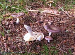 Russula cavipes