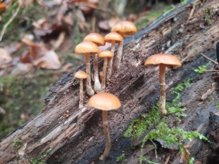 Galerina marginata