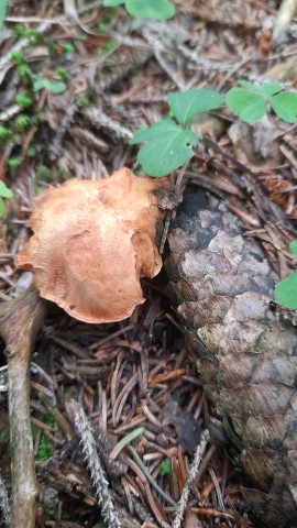 Chalciporus piperatus