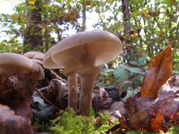 Armillaria borealis