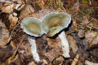 Stropharia aeruginosa