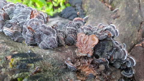 Auricularia mesenterica