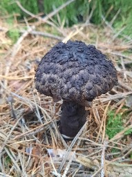 Strobilomyces strobilaceus