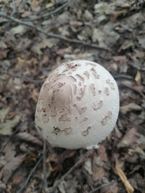 Macrolepiota mastoidea