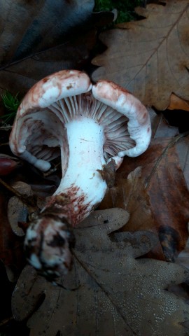 Hygrophorus russula