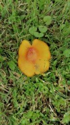 Hygrocybe conica