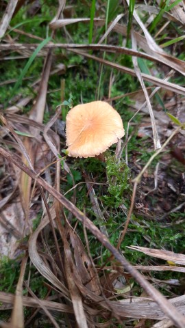 Cystoderma amianthinum