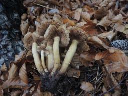 Pholiota pinicola