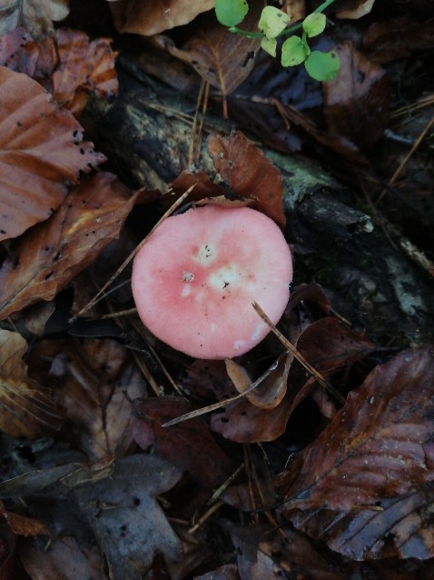 Russula emetica