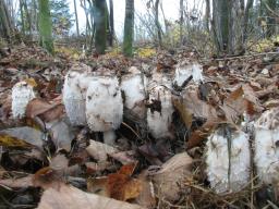 Coprinus comatus