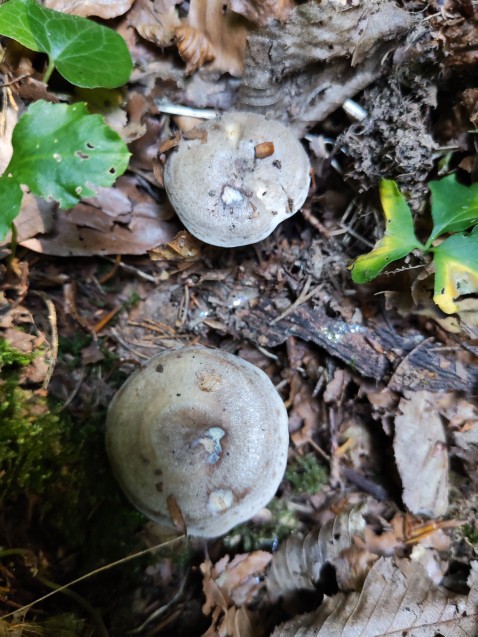 Lactarius circellatus