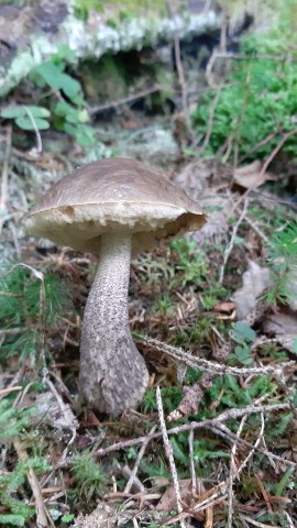 Leccinellum pseudoscabrum