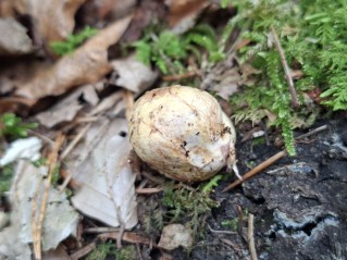Rhizopogon luteolus