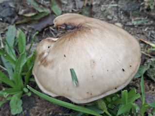 Pluteus cervinus