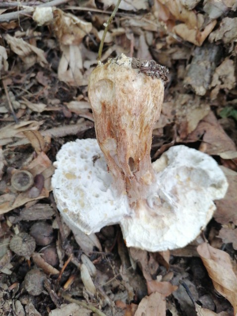 Boletus reticulatus