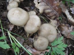 Entoloma clypeatum