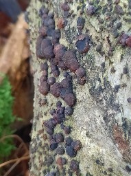 Hypoxylon fragiforme