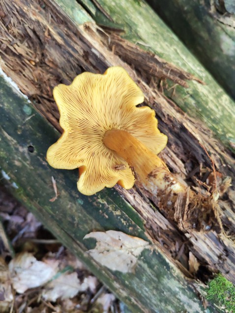 Tricholomopsis decora