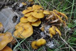 Armillaria mellea