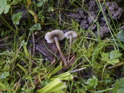 Mycenella bryophila