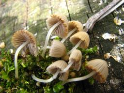 Coprinellus disseminatus