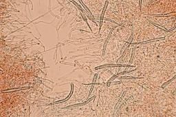 Hohenbuehelia petaloides