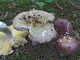 Russula romellii