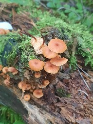Xeromphalina campanella