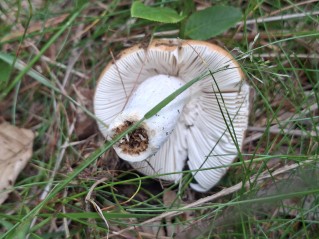 Russula decolorans
