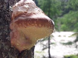 Fomitopsis pinicola