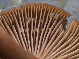 Lactarius serifluus