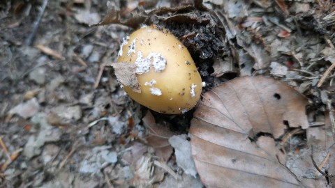 Amanita gemmata