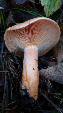 Lactarius deterrimus