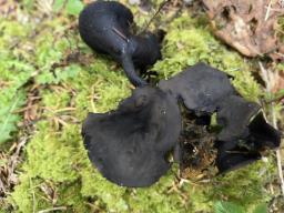 Pseudoplectania melaena