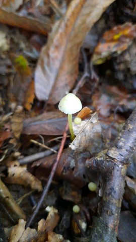 Mycena epipterygia