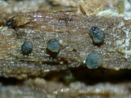 Vexillomyces atrovirens