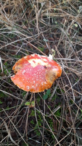 Amanita muscaria