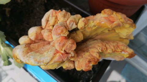 Laetiporus sulphureus